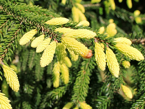 Eglė rytinė ,Aureospicata' (lot. Picea orientalis) Eglė rytinė ,Aureospicata' (lot. Picea orientalis)